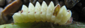 Petrelaea tombugensis - Final Larvae